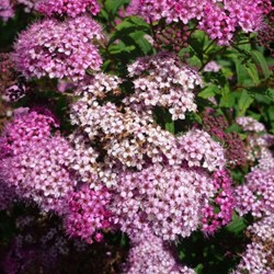 Spiraea Japonica Genpei - Spierstrauch