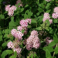 Spiraea japonica Little Princess