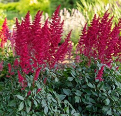 Prachtspiere - Spiraea Astilbe Fanal (Topfpflanze)