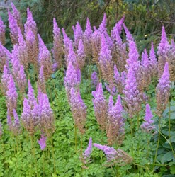 Prachtspiere Aspiraea Astilbe Pumila - Spierstrauch (Topfpflanze)