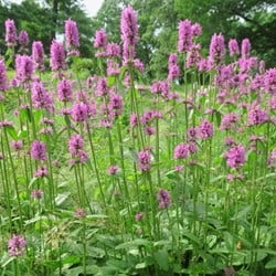 Stachys monieri Hummelo - Wollziest
