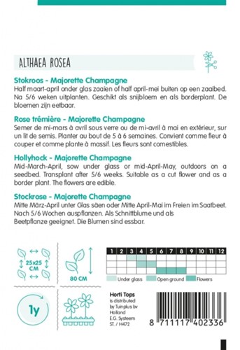 Stokroos Majorette Champagne - Alcea rosea Hortitops-2