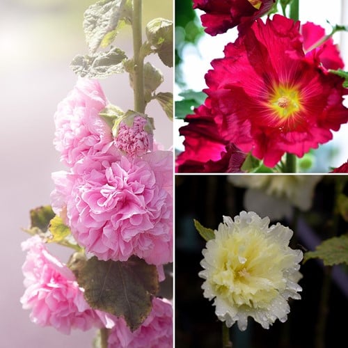 Stockrose Mix - Alcea Rosea (Sechserpack)