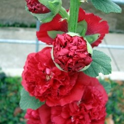 Stockrose Rot - Alcea rosea