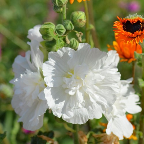 Stockrose Weiß - Alcea rosea