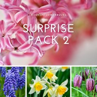Blumenzwiebeln Surprise Pack 2