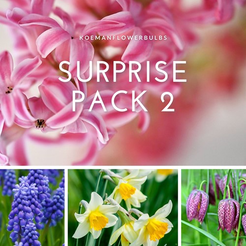 Blumenzwiebeln Surprise Pack 2
