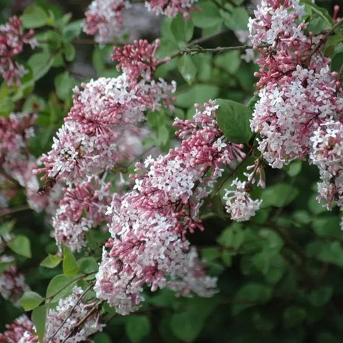 Syringa Microphylla Superba - Flieder