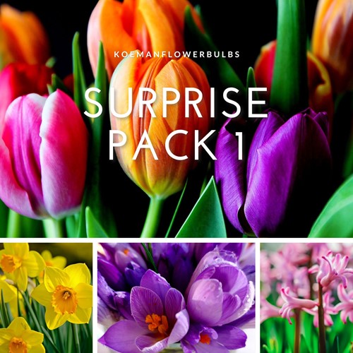 Blumenzwiebeln Surprise Pack 1