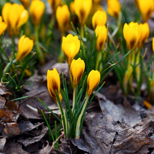 Crocus angustifolius - Goldbrokat-Krokus-2