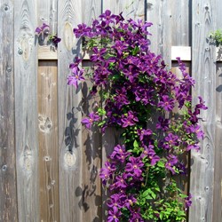 Clematis The President - Waldreben