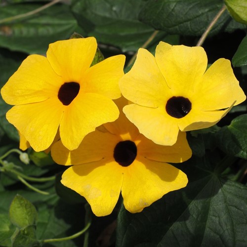 Schwarzaügige Susanne Gelb – Thunbergia alata