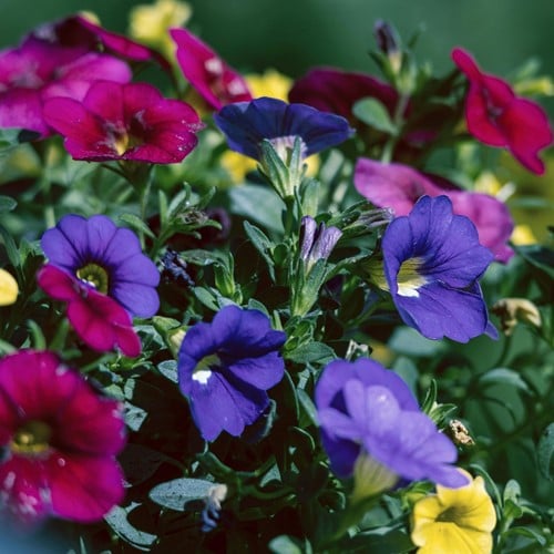 Schwarzaügige Susanne Mix – Thunbergia alata