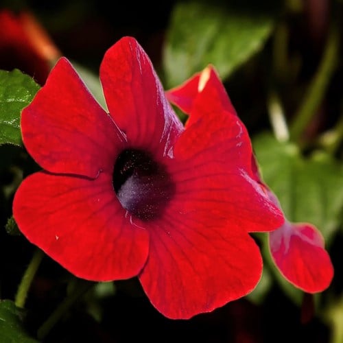Schwarzaügige Susanne Rot  – Thunbergia alata