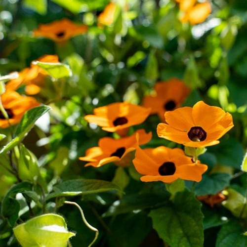 Schwarzaügige Susanne Orange – Thunbergia alata