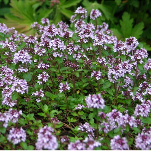 Sand-Thymian