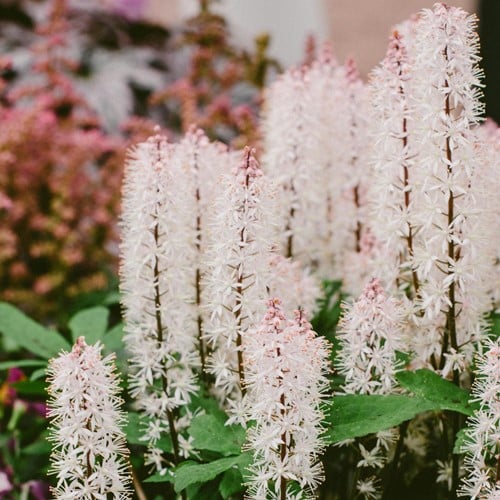 Schaumblüte - Tiarella cordifolia (Sechserpack)