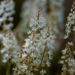 Tiarella wherryi – Amerikanische Schaumblüte, Schaumkerze