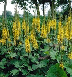 Kerzen-Greiskraut (Ligularia przewalskii)
