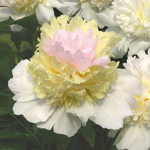 Pfingstrosen Top Brass - Paeonia