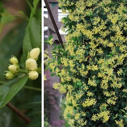 Toskanische Jasmin Star of Tuscany – Trachelospermum jasminoides