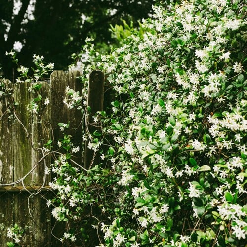 Sternjasmin - Trachelospermum jasminoides (Sechserpack)