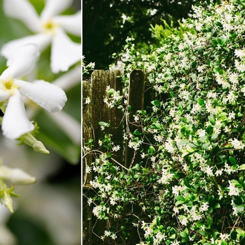 Sternjasmin - Trachelospermum jasminoides