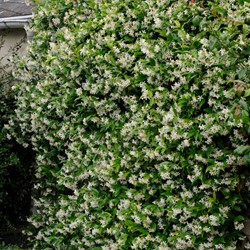 Sternjasmin - Trachelospermum Jasminoides