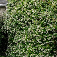 Sternjasmin - Trachelospermum jasminoides