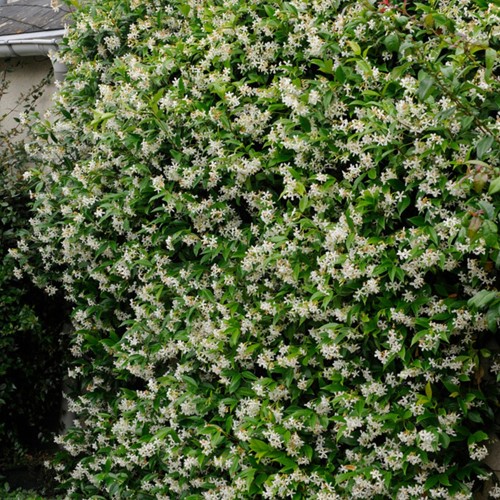 Sternjasmin - Trachelospermum jasminoides