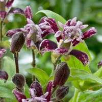 Tricyrtis Raspberry Mousse – Paddenlelie