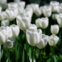 Tulpe Triumph Weiß - Tulipa
