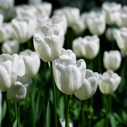 Tulpe Triumph Weiß - Tulipa