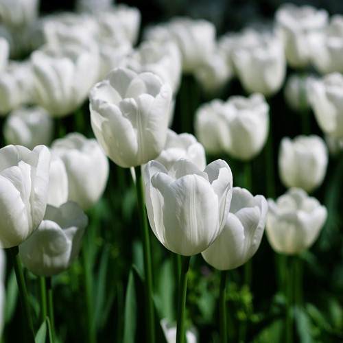 Tulpe Triumph Weiß - Tulipa