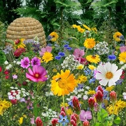 Tübinger Mischung fur Bienen EKO / 500m²