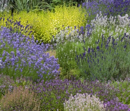Garten Border Duftendes Beet Modeste Herwig