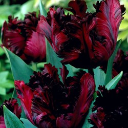 Tulpe Black Parrot