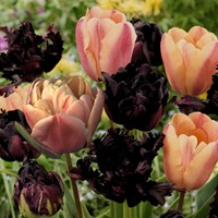 Tulipa Café Latte Mix - Tulpen