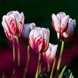 Tulpe Carnaval de Rio - Tulipa