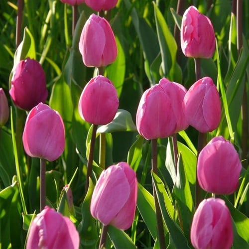 Tulpe Don Quichotte