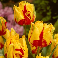 Tulp Texas Flame - Tulipa parrot