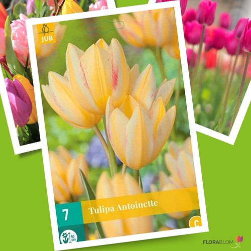 Tulpe Antoinette - Tulipa chameleon