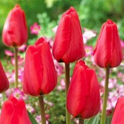 Tulp Red Impression - Tulipa