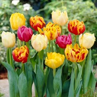 Tulpen Dubbel Mix - Tulipa Grootverpakking (XL)