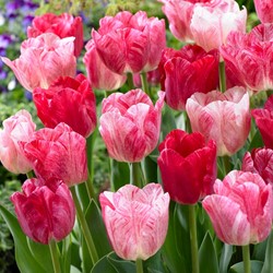 Tulp Hemisphere - Tulipa