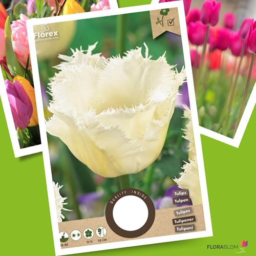 Tulipa Honeymoon Tulpen