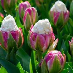 Tulpe Ice Cream - Tulipa double