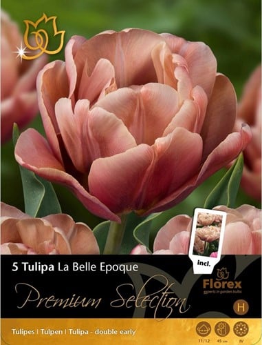 Tulpe La Belle Epoque