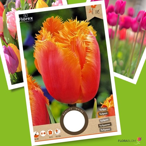 Tulpe Lambada