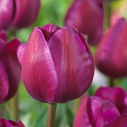 Tulp Negrita - Tulipa